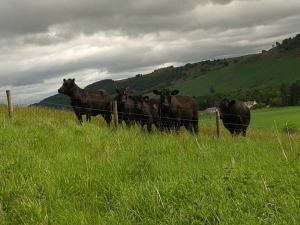 11201908_919682928094156_5437267258720438769_n