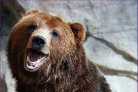 happy bear